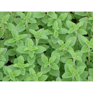 Hạt giống oregano Ý