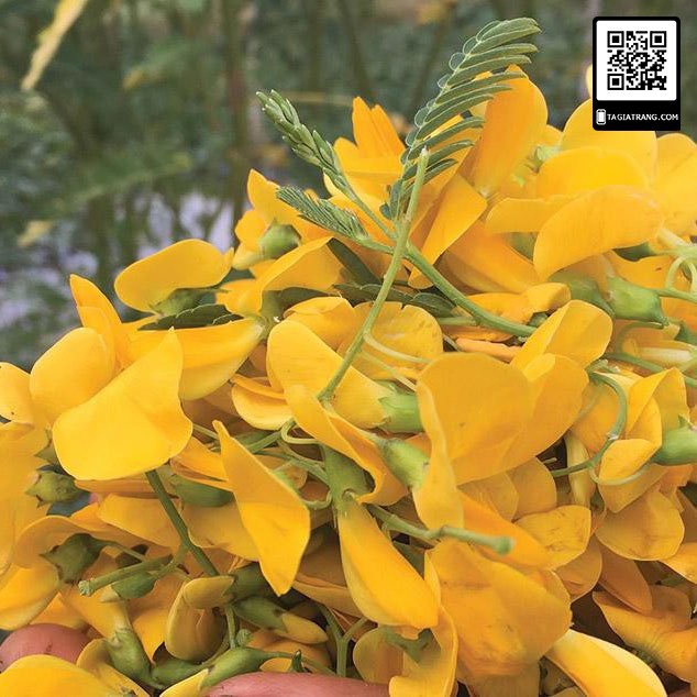 Hạt giống bông điên điển