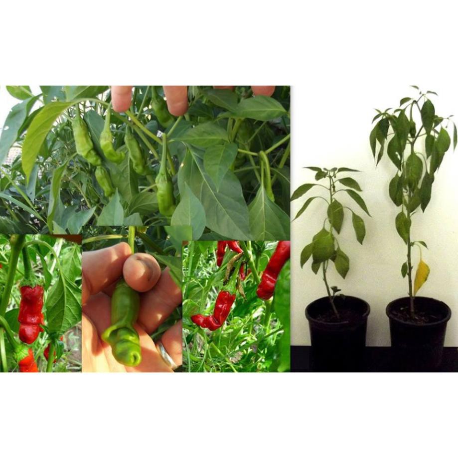 Gói 30 hạt giống ớt Peter - Ớt Cu Tí UY TÍN, GIÁ RẺ, CHẤT LƯỢNG BÀ CON AN TÂM ƯƠM MẦM
