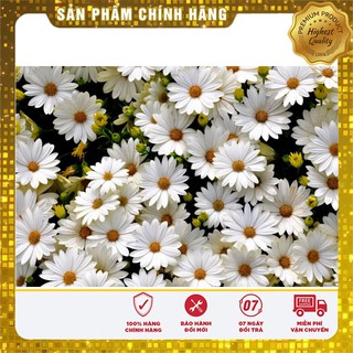 Hạt Giống Hoa Cúc Chi Trắng (50 hạt)