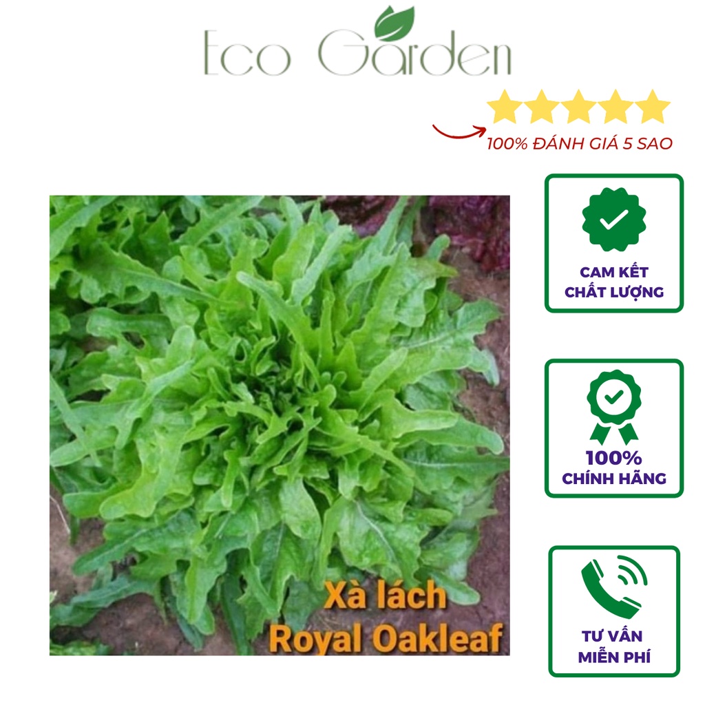 Hạt giống Xà lách Royal Oakleaf hạt trần chịu nhiệt nhập Mỹ - Johnny's Seeds