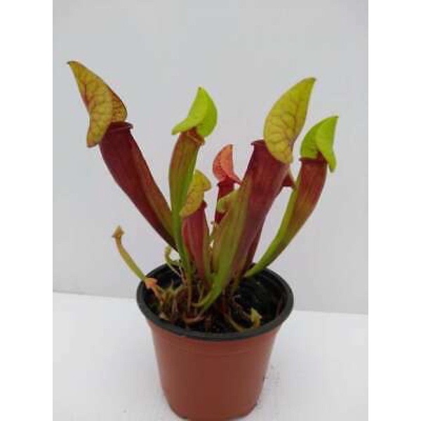 hố bẫy catesbaei, sarracenia catesbaei