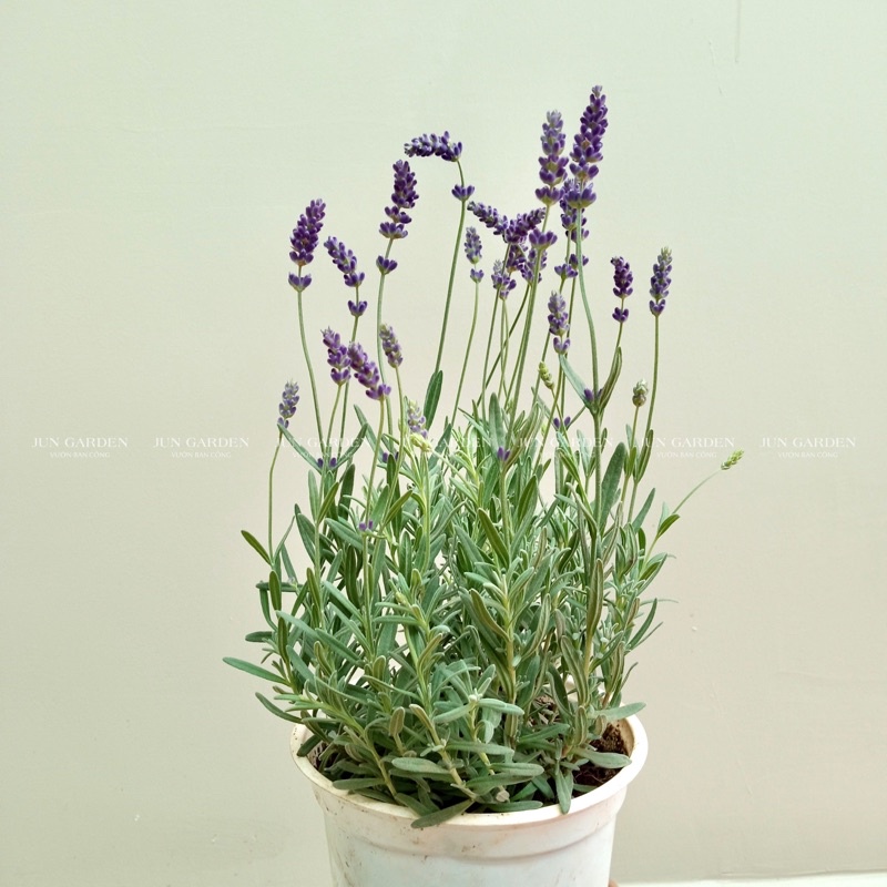 Lavender costa - cây hoa oải hương tím và hướng dẫn cách chăm tại Jun Garden