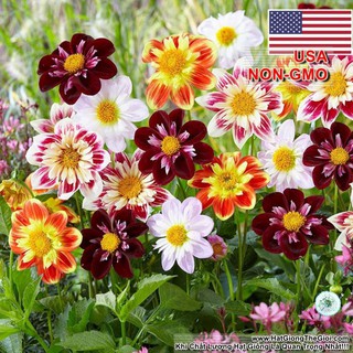 Hạt giống hoa thược dược lùn mix đủ màu