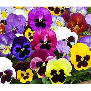 HẠT GIỐNG HOA PANSY