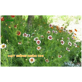 Hạt Giống Hoa Cúc Chi Mix - 50 Hạt