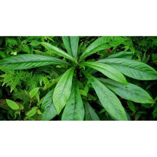 CÂY SƯƠNG SÔNG (CÓ BẦU ĐẤT )
