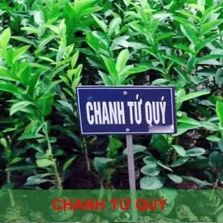 Cây Giống Chanh Tứ Quý (Chuẩn Giống Cây Trồng)