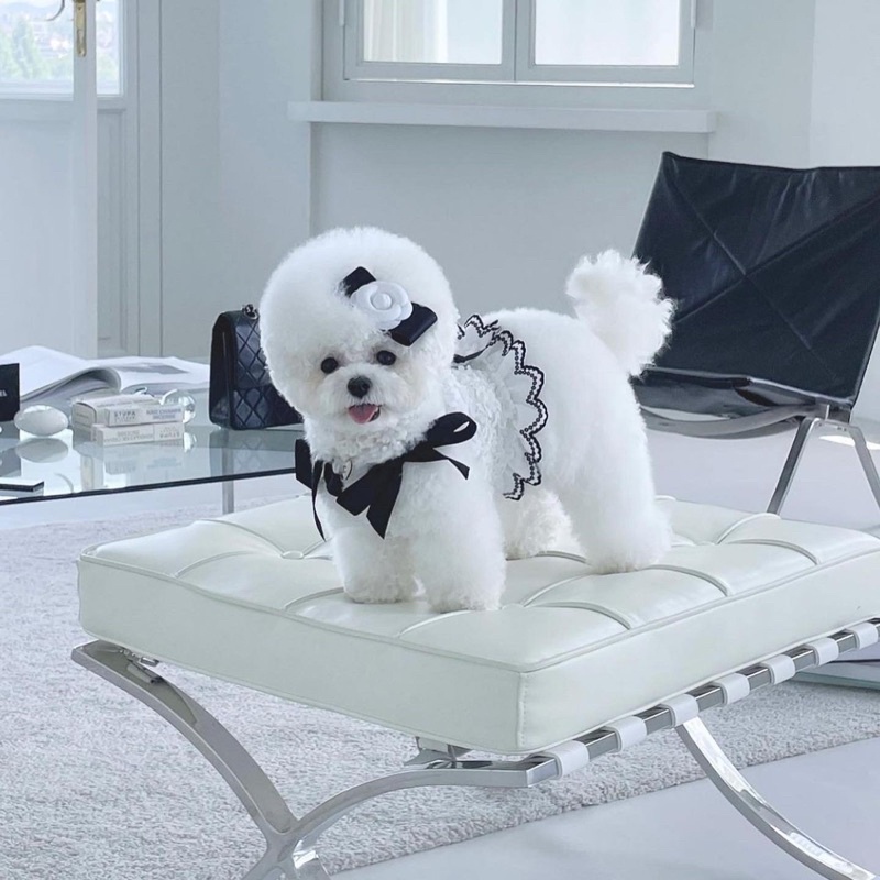 Đầm thú cưng Chanel ♡