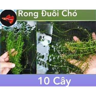 Rong đuôi chó 10 cây thủy sinh
