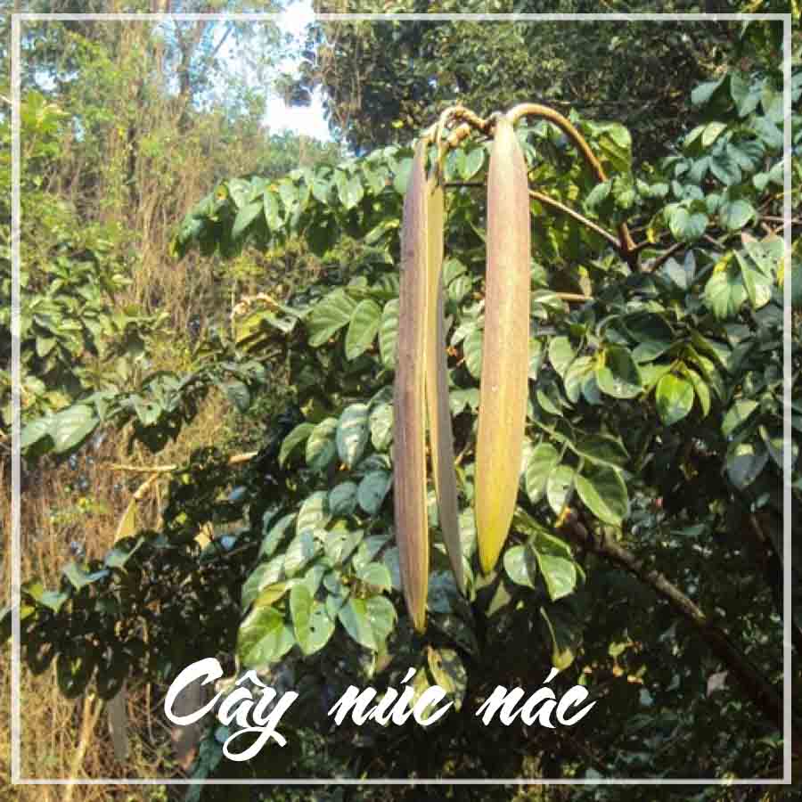 Thảo dược VỎ CÂY NÚC NÁC khô sạch đóng gói 500gram - congtyduoclieuhonglan