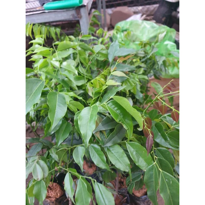 CÂY GIỐNG LIM XANH