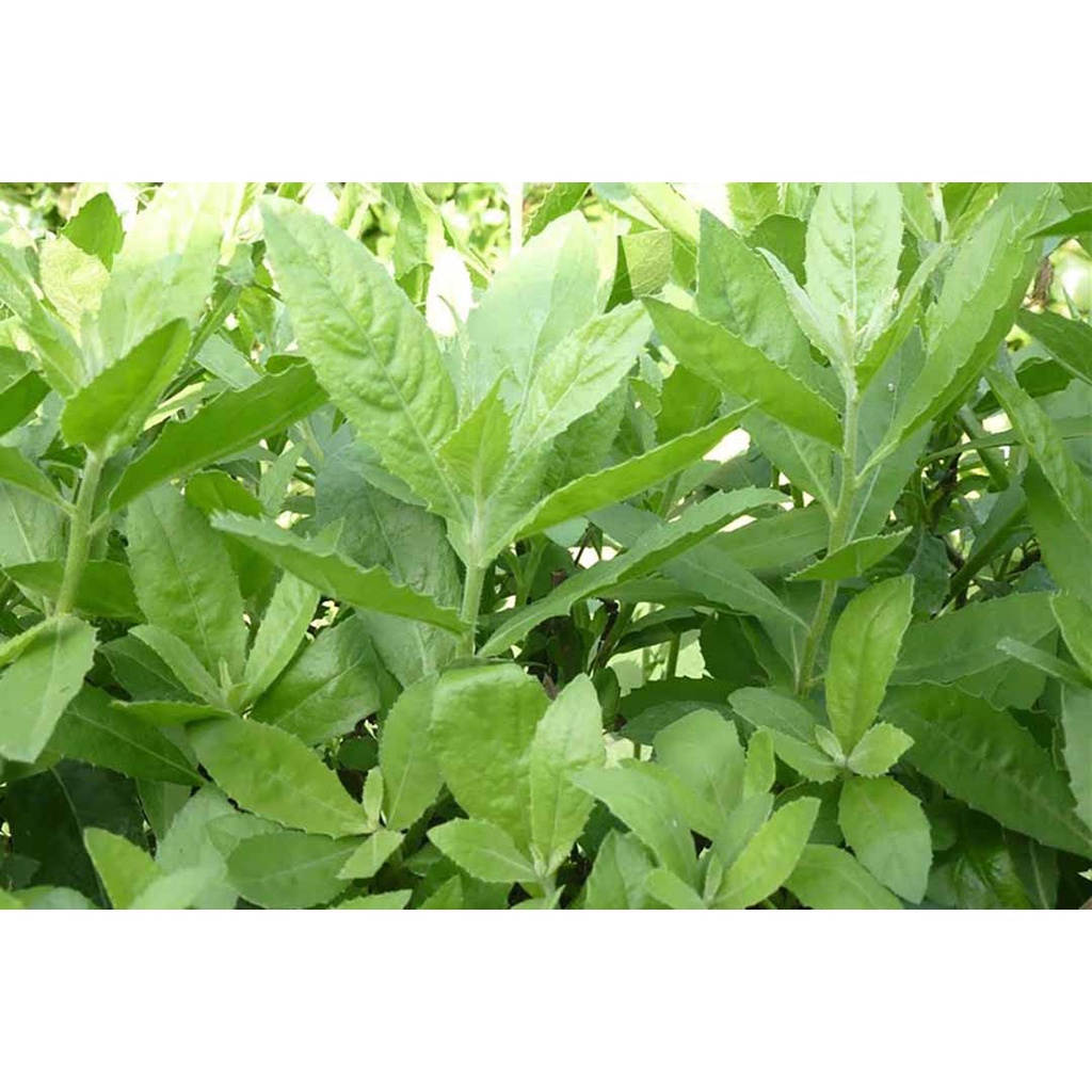 CHUẨN CÂY CÚC TẦN - BẦU CÂY GIỐNG