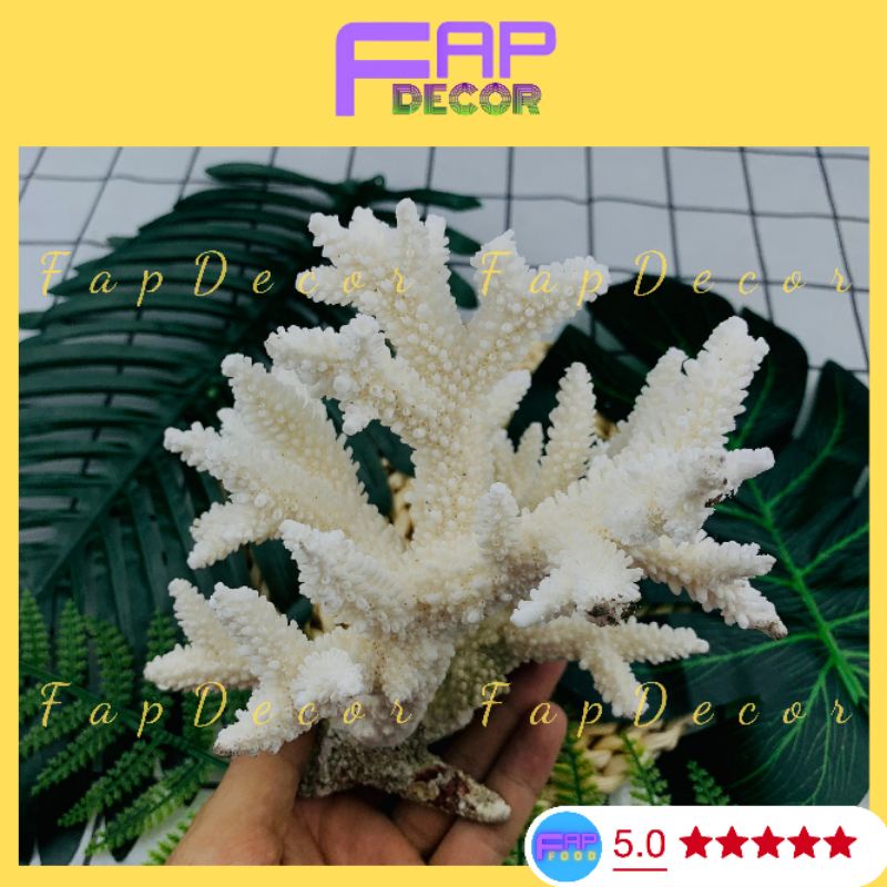 Bông San Hô Biển Thiên Nhiên, Bông Rạn Dạng Nhánh To Trang Trí Hồ Cá Decor Phòng - FapFood