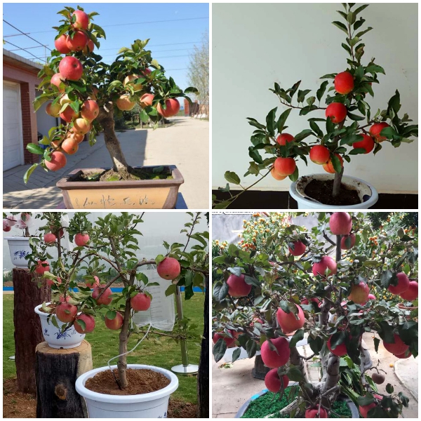 cây giống táo đỏ lùn nhập khẩu nguyên bầu