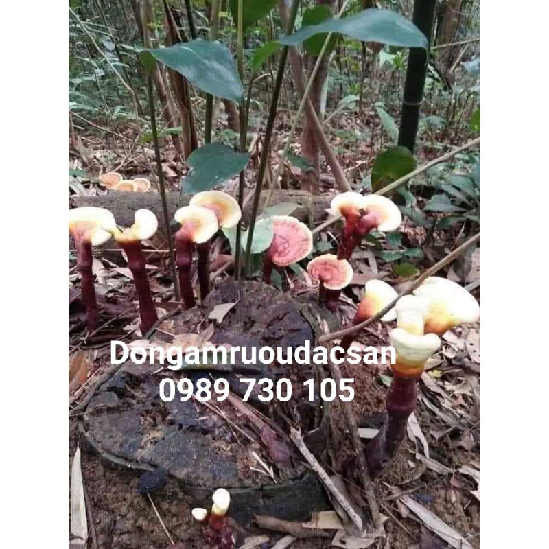 NẤM LIM XANH TÂY BẮC 100G phòng ung thư, tiêu u