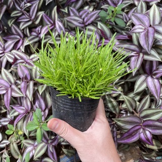 Cây cỏ mây