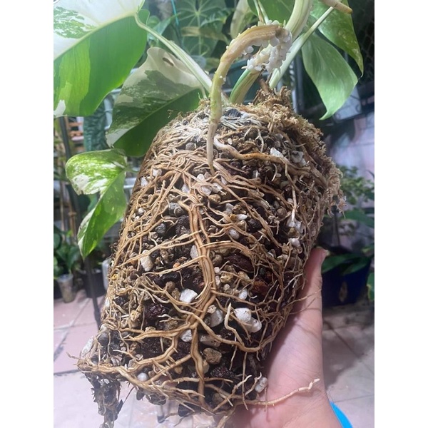Giá thể bao 10L trồng cây kiểng lá