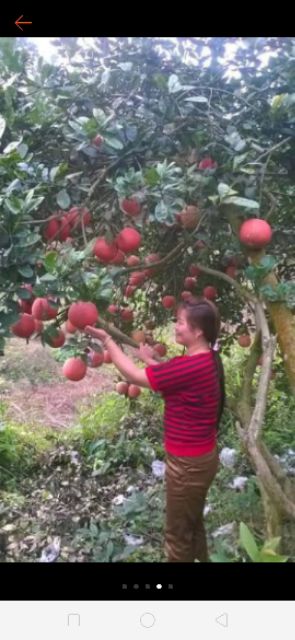 Cây giống bưởi đỏ tiến vua. Tặng 1 tui phân