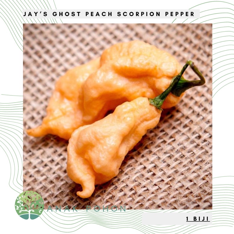 hạt giống Hạt ớt - Jay's  10h