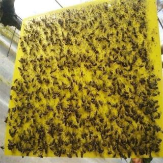 5 miếng dán bẫy ruồi vàng