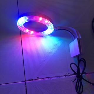 ĐÈN LED TRÒN XML TRẮNG - 3 MÀU KẸP BỂ CÁ