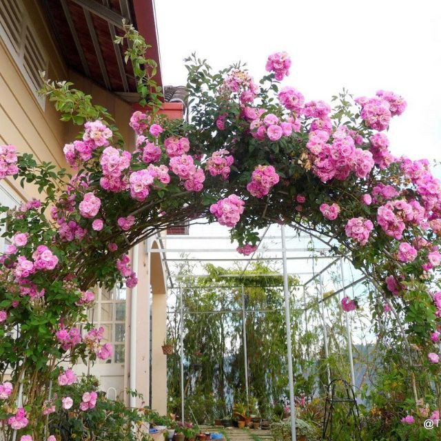 GÓI 20 HẠT HOA HỒNG LEO PHÁP MIX NHIỀU MÀU luckyseed hạt siêu rẻ