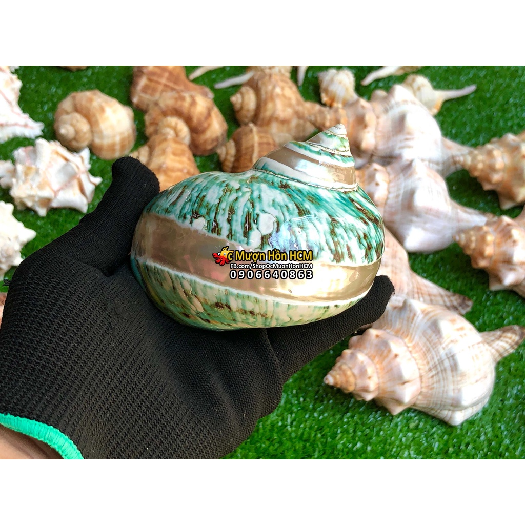 Quà tặng từ Biển - Vỏ Ốc Trang Trí - Siêu Đẹp - Giá Rẻ - Vỏ Ốc Mượn Hồn - Vỏ Ốc Biển Tự Nhiên