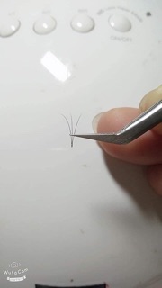 Nhip cặp cá heo cong, thẳng