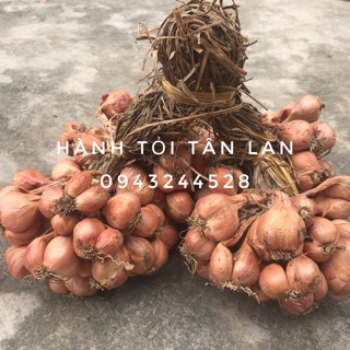 HÀNH KHÔ HẢI DƯƠNG - HÀNH BẮC