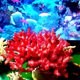 San hô  lũa  trang trí bể cá, thủy sinh