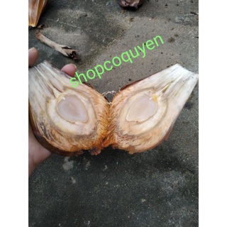 cây dừa nước giống