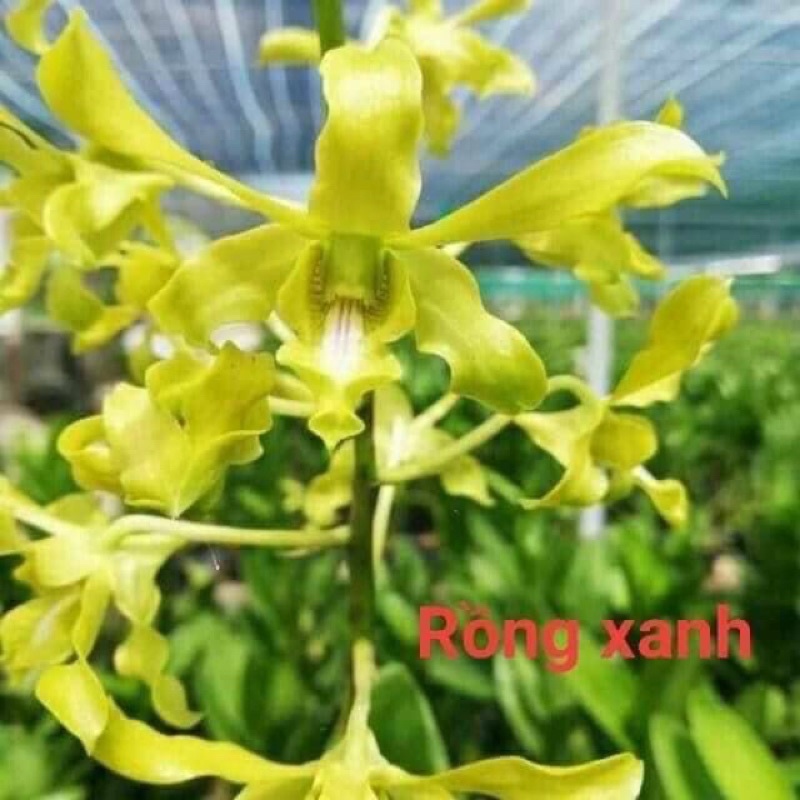 Hoa lan rồng xanh
