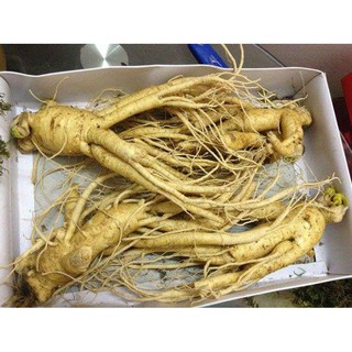 Hạt giống nhân sâm hàn quốc
