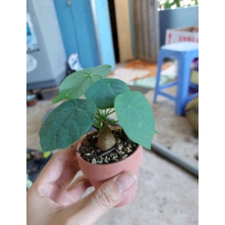 Củ bình vôi nhỏ