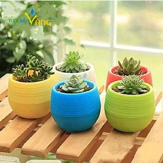 Chậu trồng cây cảnh trang trí ban công, trong nhà