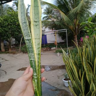 3 Cây lưỡi hổ sọc vàng