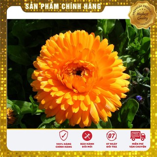 Hạt Giống Hoa Cúc Su Si mix ( 50 hạt )