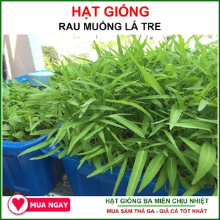 [Giống Chịu Nhiệt] Hạt Giống Rau Muống Lá Tre Rạng Đông 100gram