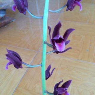 Combo 4 củ hoa địa lan luân 4 màu