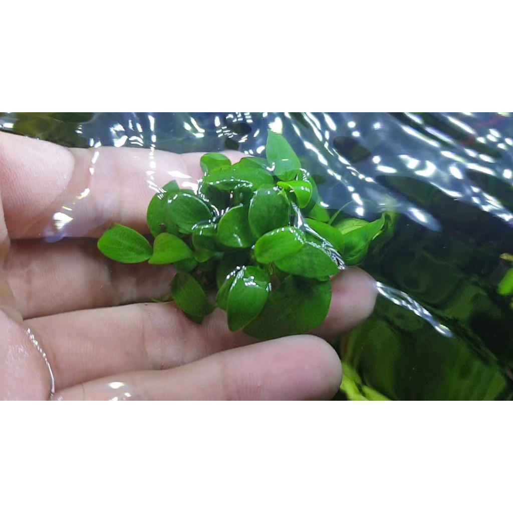 Ráy Nana Tàu Cây Thủy Sinh Gắn Đá Lũa Không Cần CO2