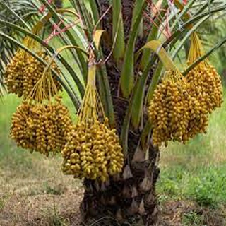Cây GIỐNG Chà Là Barhee. [ BẦU TO, CÂY ƯƠM ĐƯỢC 2 NĂM ]
