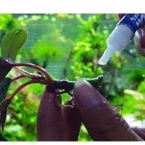 Keo Dán Rêu Cây Thuỷ Sinh ADHESIVE 5g - Keo Dán Cây Thuỷ Sinh.