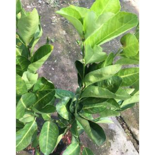 Chậu cây chanh không hạt (cao 40-60cm)