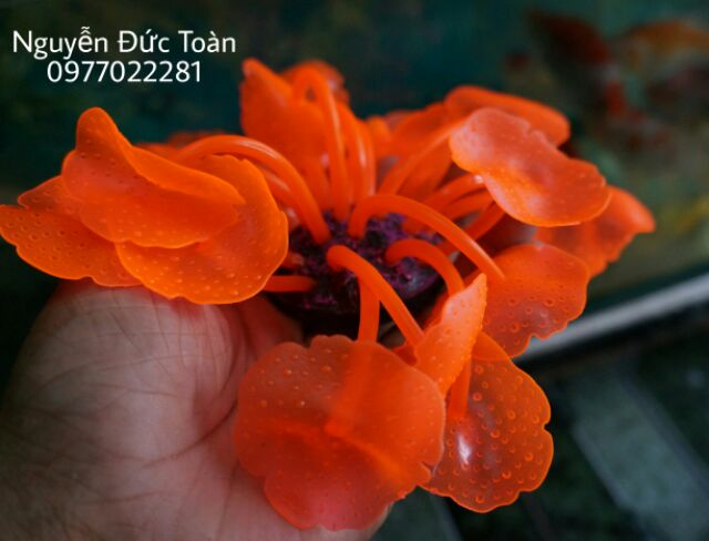 RONG GIẢ hồ cá, chậu thủy tinh, non bộ