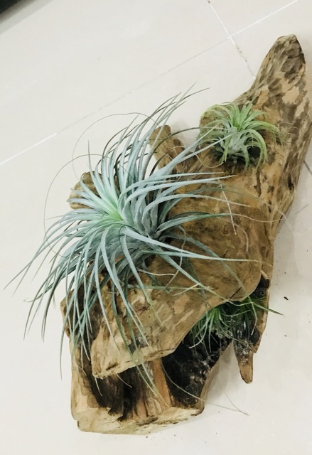 Cây không khí Tillandsia Houston (Hồng hạnh)