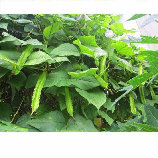 Hạt giống đậu rồng