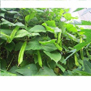 Hạt giống đậu rồng