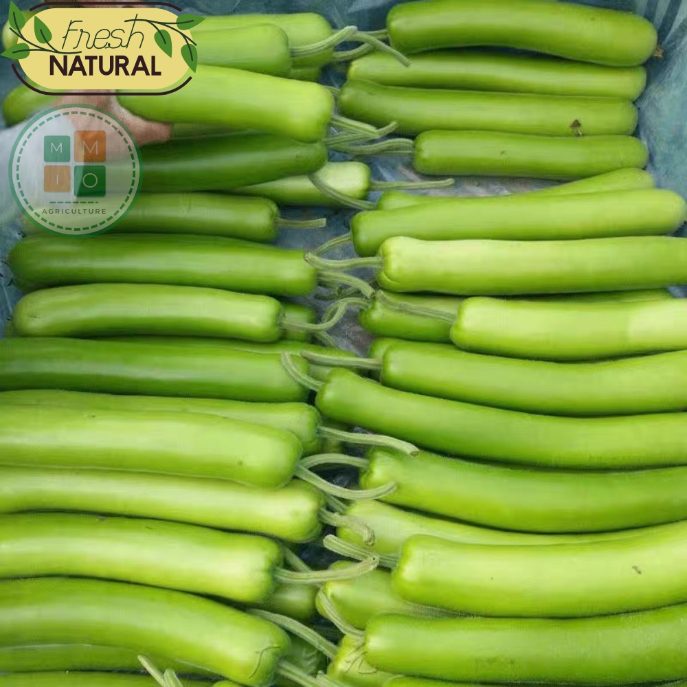 Hạt giống bầu xanh dài siêu trái Đài Loan