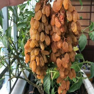 Nho khô cành vàng úc